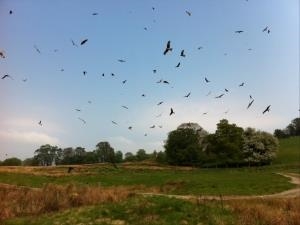 Gigrin Red Kite Feeding Centre