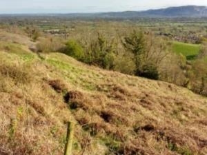 Image Credit: Montgomeryshire Wildlife Trust