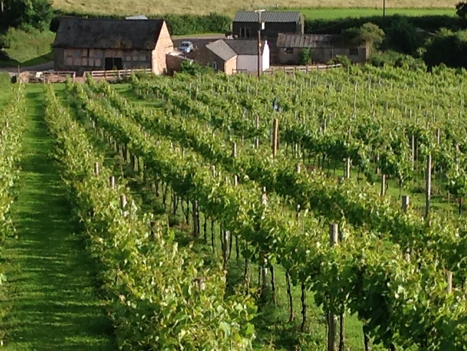 Looking down the vineyard