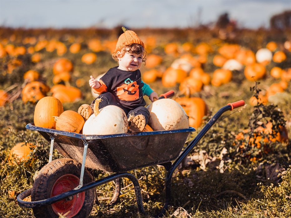 Boy-Wheelbarrow-Pumpkins