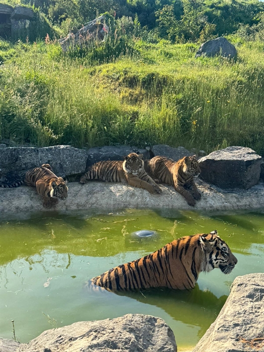 Our Tiger Family