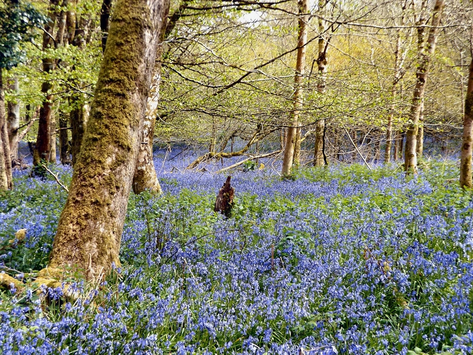 Bluebell Wood