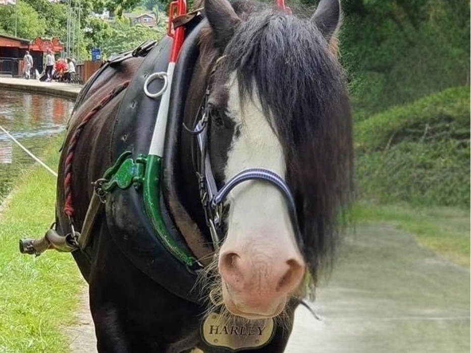 A view of Llangollen Wharf's Majestic Horse Harley as he gently pulls one of our boats a long the Llangollen Canal.
