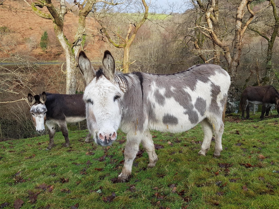 Spot , star of S4C Cei Bach children's series and Chico , AKA Seaside Donkey famous for his mammoth trek around Wales and the book written about it