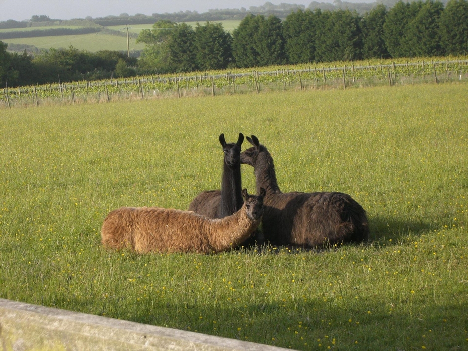 Glyndwr Vineyard Vineyard tours llamas
