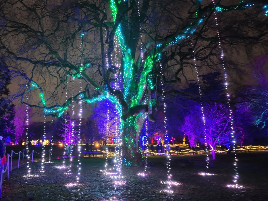 Illuminationa at Bute Park