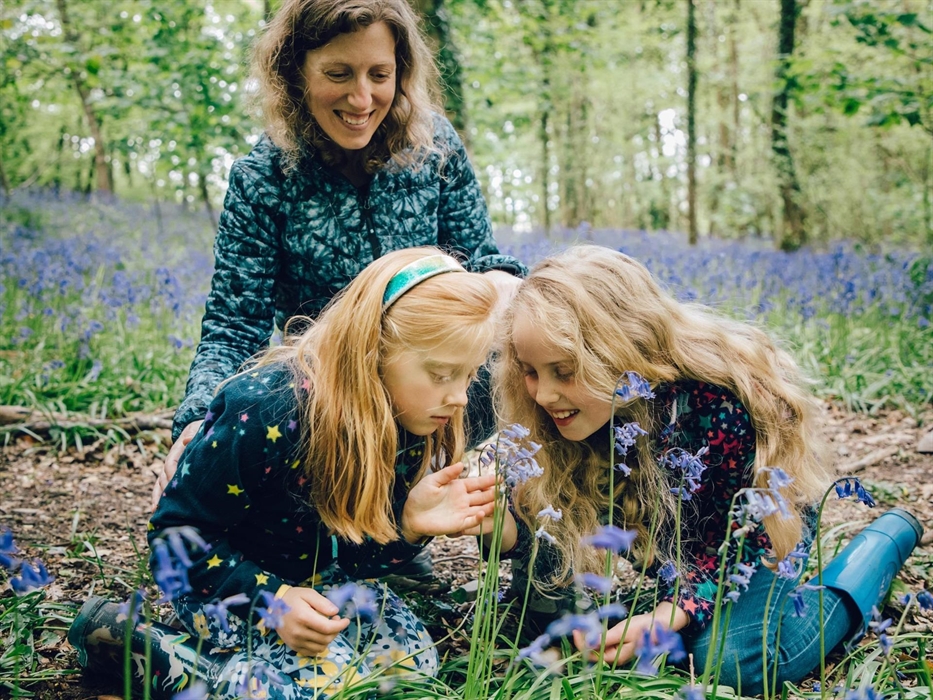 Bluebells in Gogerddan Wood