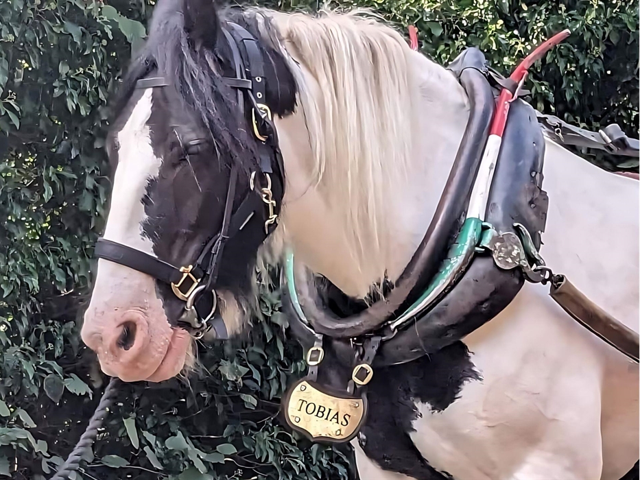 A view of Llangollen Wharf's Majestic Horse Tobias as he gently pulls one of our boats a long the Llangollen Canal.