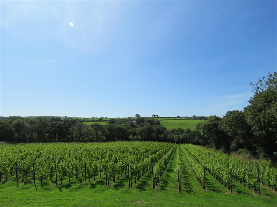 August sunshine Velfrey Vineyard Pembrokeshire