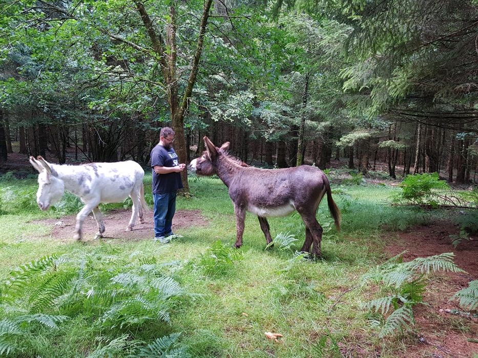 Seren and Muffin checking out a visitor in Dyfi Donkeys Wood