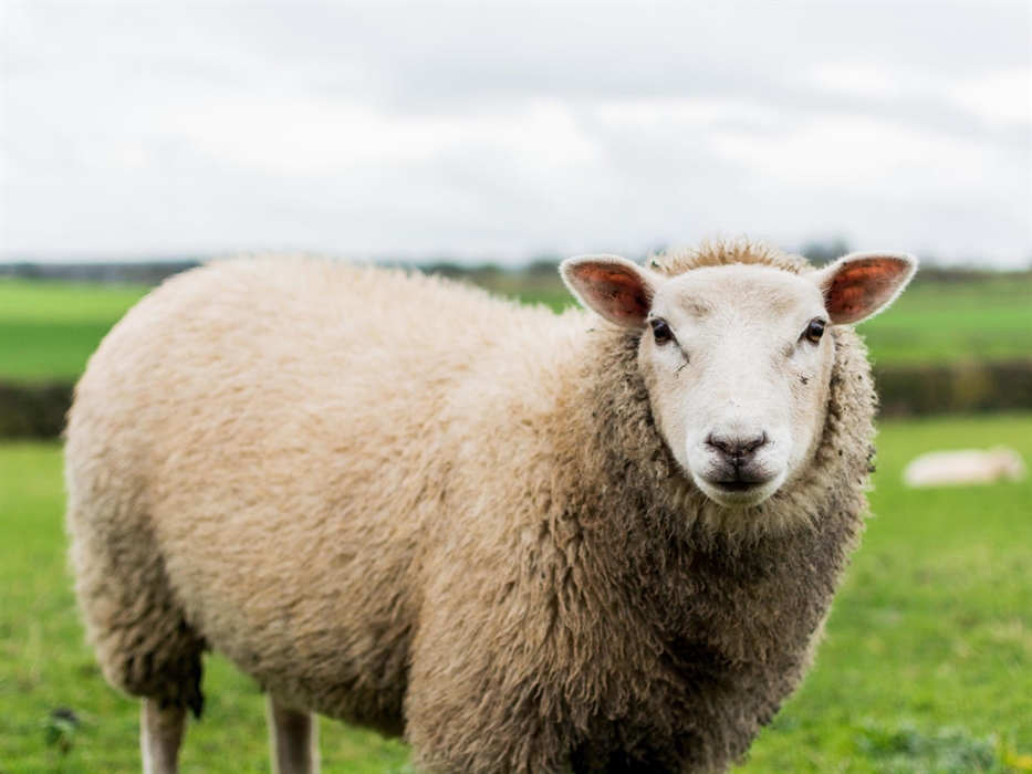 Adorable sheep standing in a field in Wales