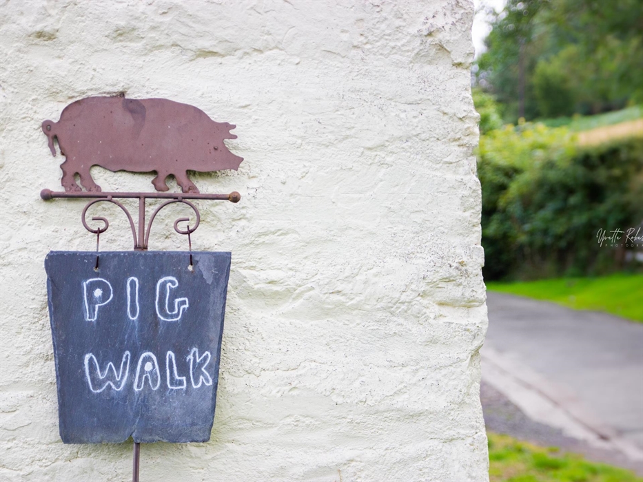 piggy walking in wales