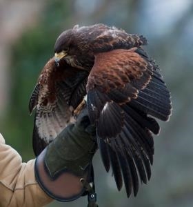 Falconry Experiences