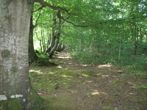 Waunifor Copse