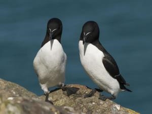 Chatty Razorbills