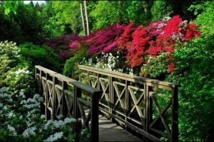 The Italian bridge at Clyne Gardens