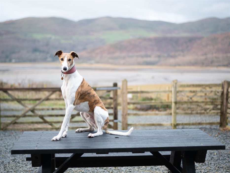Dog in pet friendly Snowdonia holiday cottage with fully enclosed garden