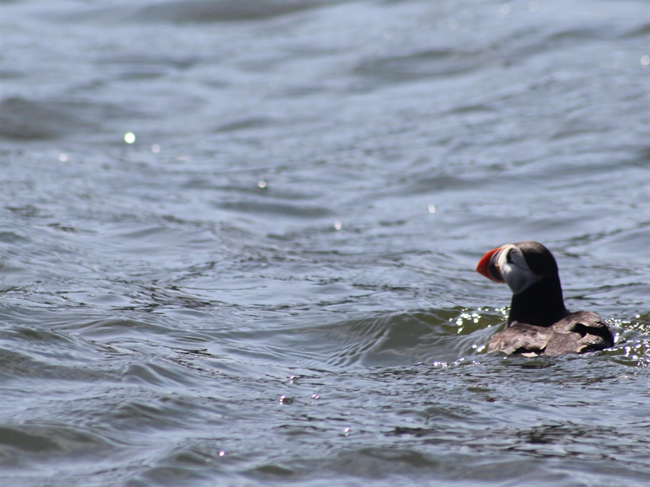 Puffin