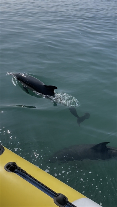 Dolphins seen from Sea Serpent