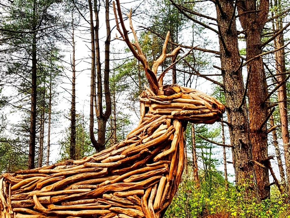 Woodlands within Pembrey Country Park