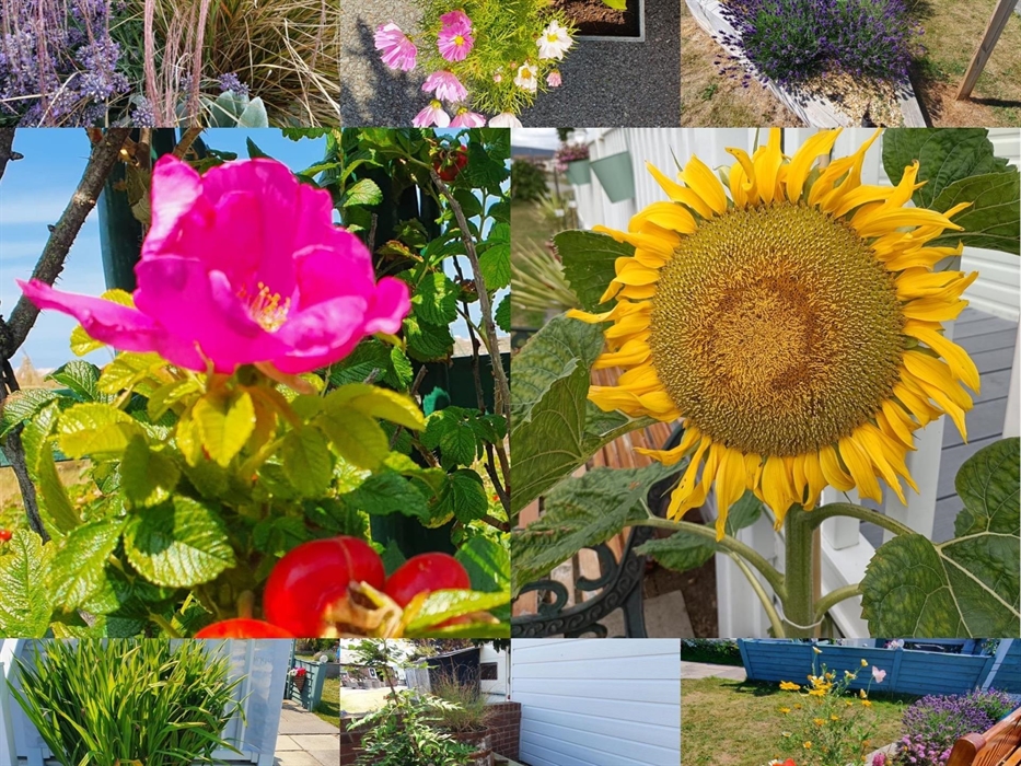 Wales in Bloom entry