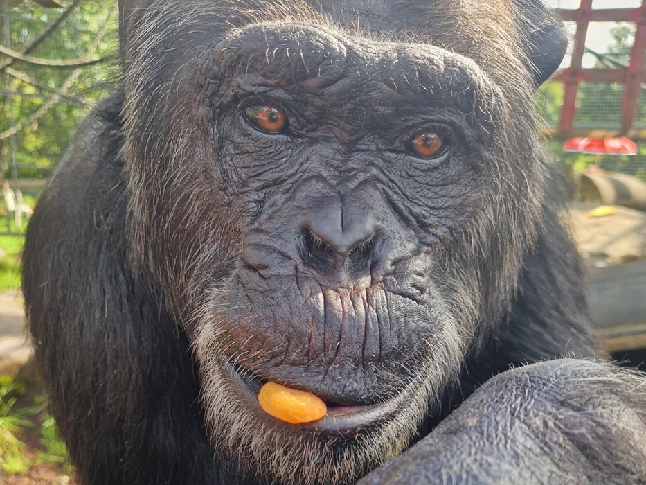 Bili is a chimpanzee we rescued from a travelling circus in Bulgaria. He is 42 years old & he's eating dried apricots in the picture.