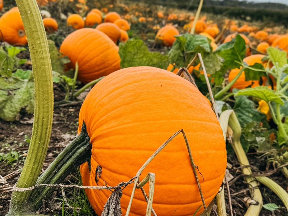 Pumpkins