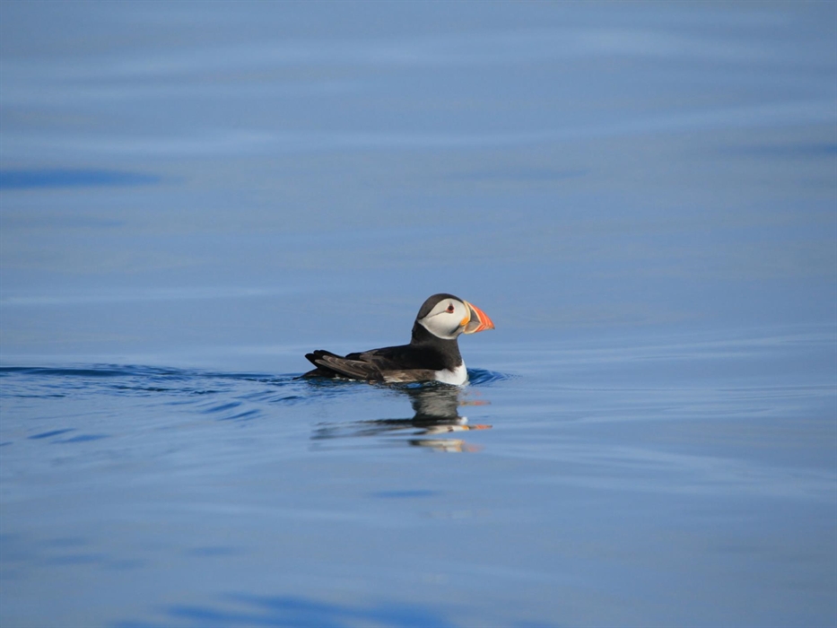 Puffin! :-)