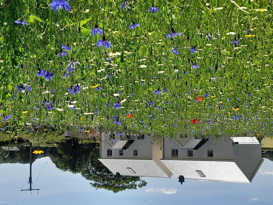 Ynyswen Wildflower meadow