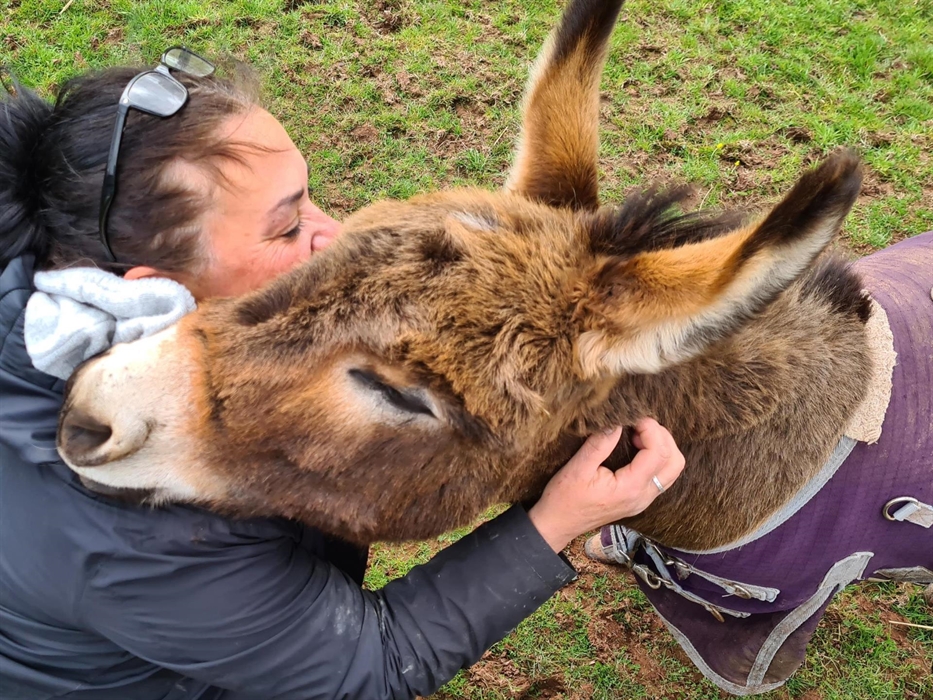 Hug a mini donkey experience for adults