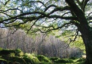 Coed Crafnant Reserve