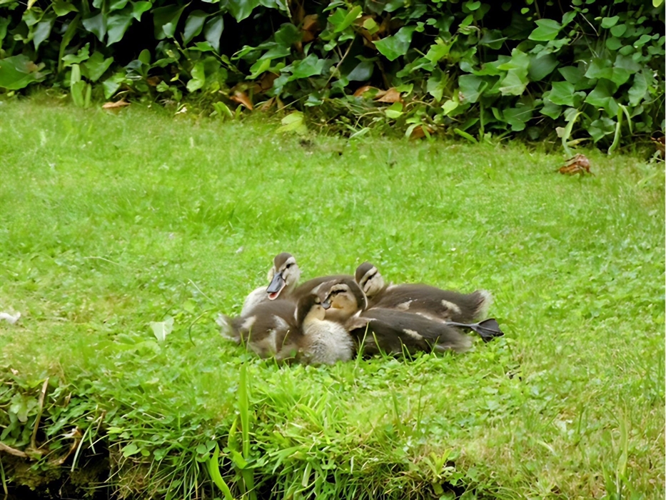 A view of the canal side Ducks huddling together.