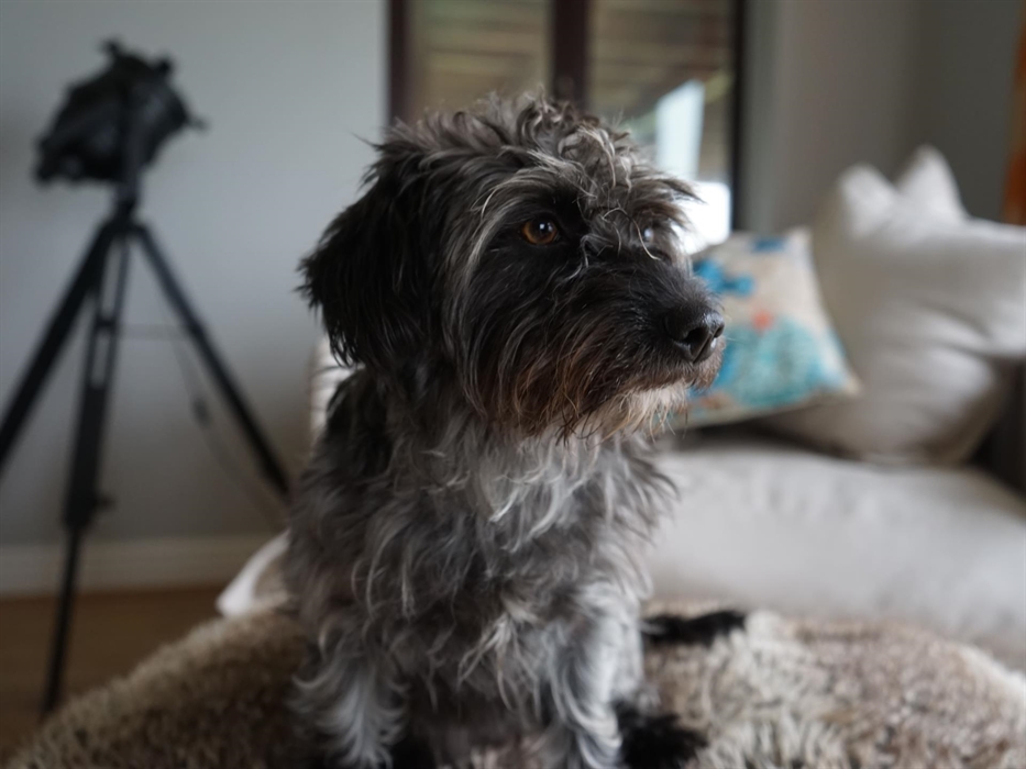 We are pet-friendly!