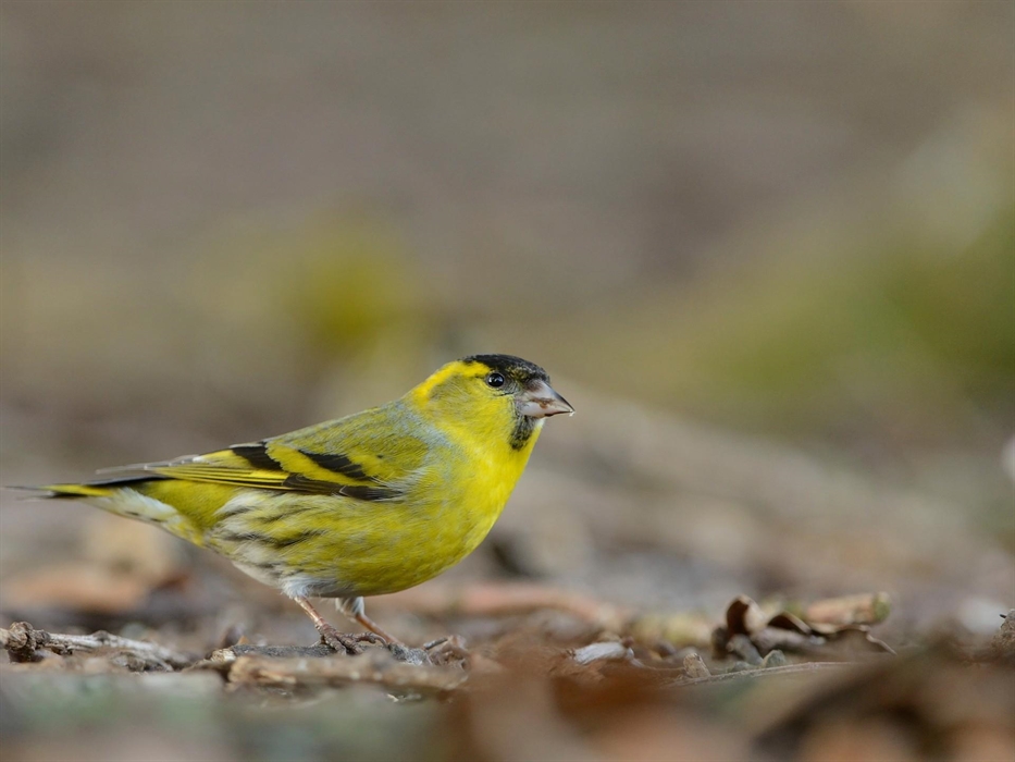 Siskin - Image Credit: Ben Andrew