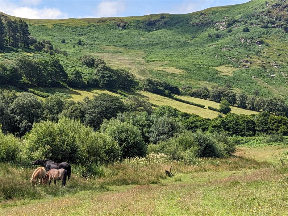 Horses grazing in the wetland area of the Nature Reserve