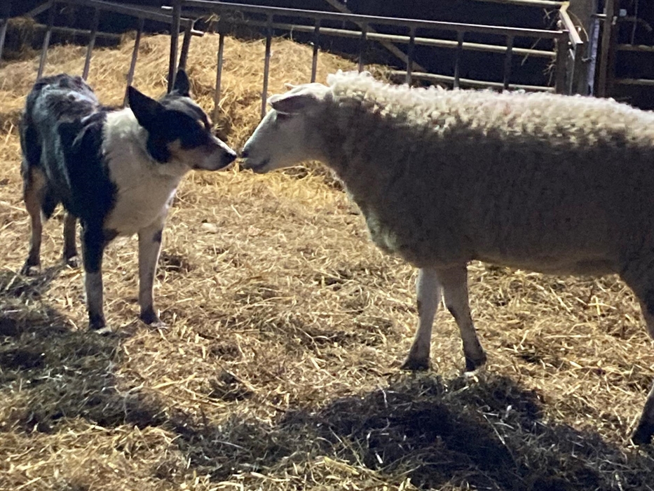 buster sheepdog and sheep