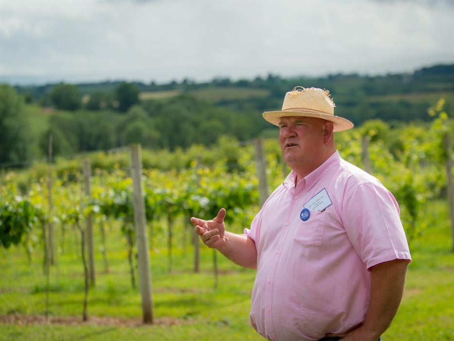 Vineyard Tour with Robb Merchant