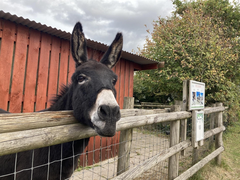 A brown flurry haired donkey with a white nose resting his head on a wooden fence.
