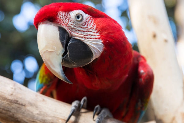 A green-winged macaw sitting on a branch and tilting her head to the left, at Plantasia Tropical Zoo