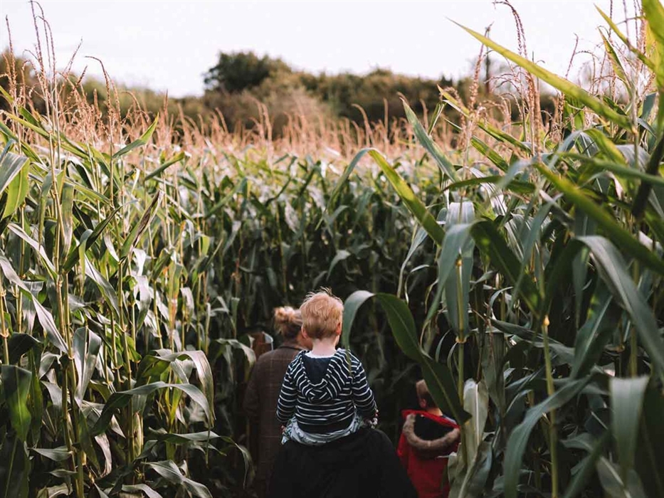 Family-Maize-Maze