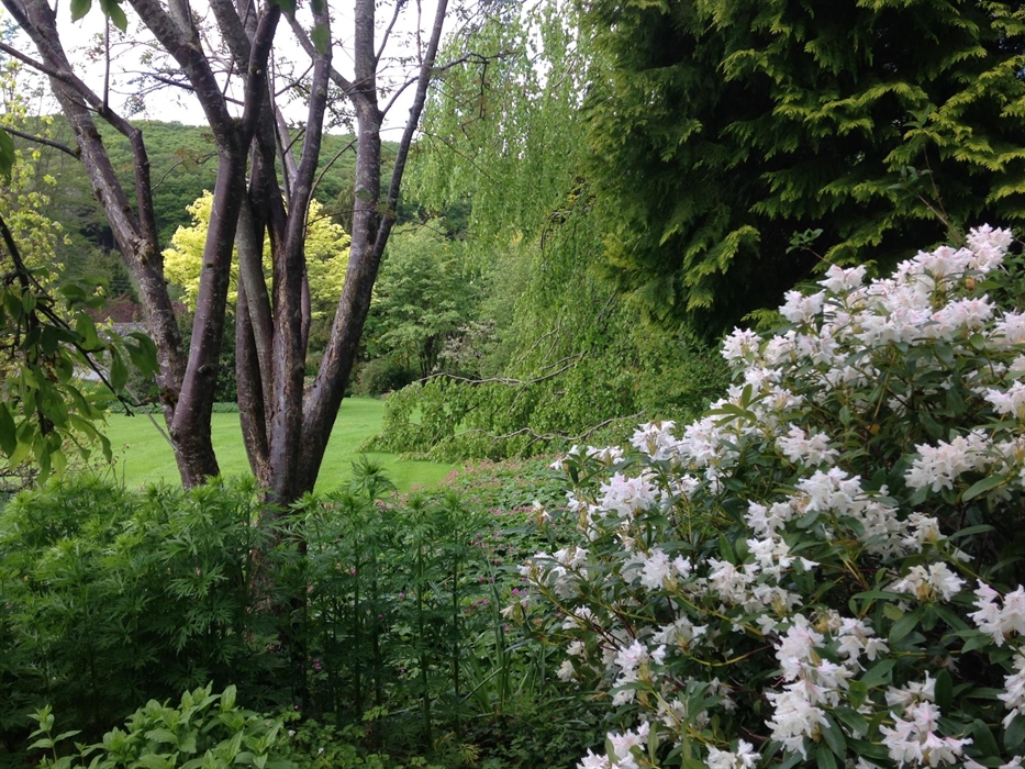 The white flowers of a rhododendron to the right of the foreground are complimented by the dark multi stemmed lower half of a rowan tree to the left,