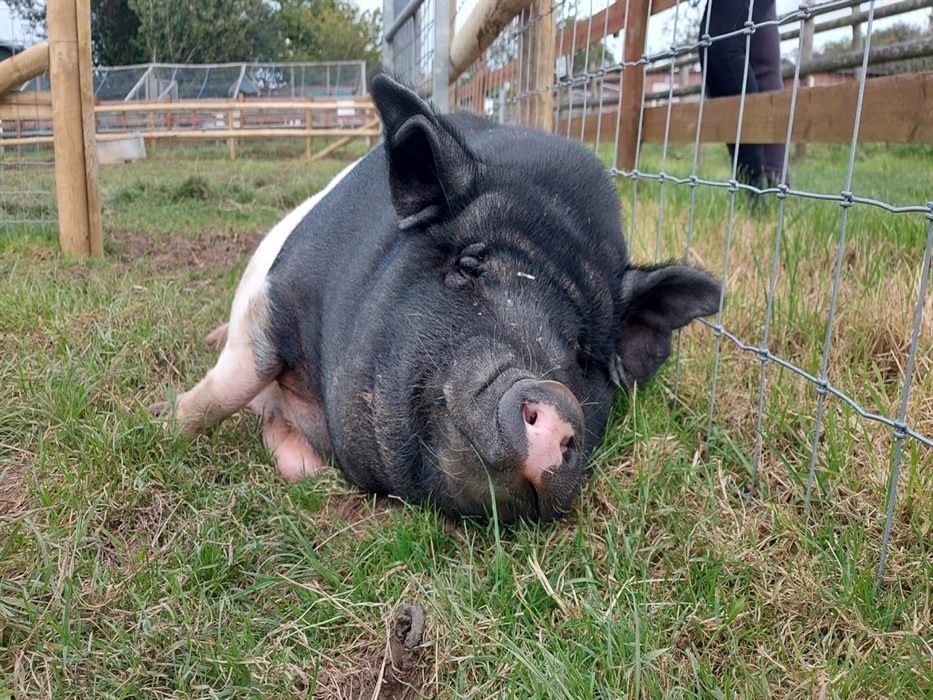 Georgia the pig lying down and looking at the camera.