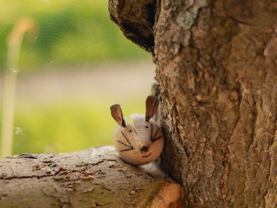 Spot our very own woodland wildlife