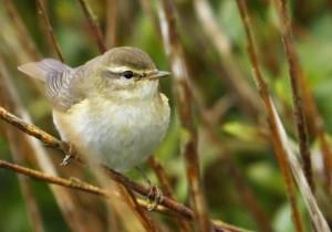 Willow Warbler