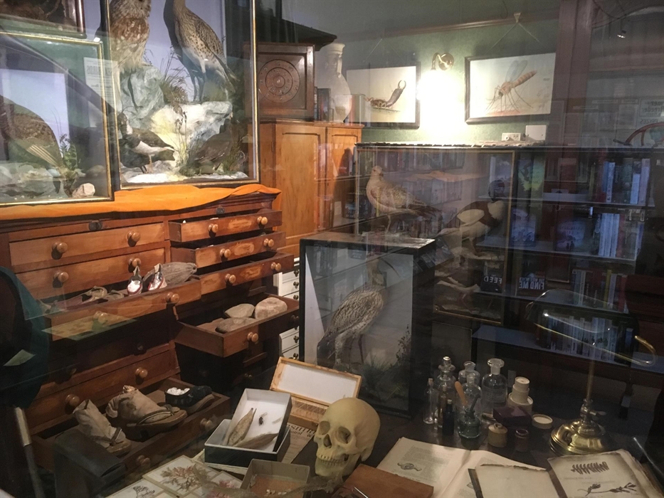 Display of items you would find in a Victorian naturalist's study. Including specimens, taxidermy, and other curious objects.