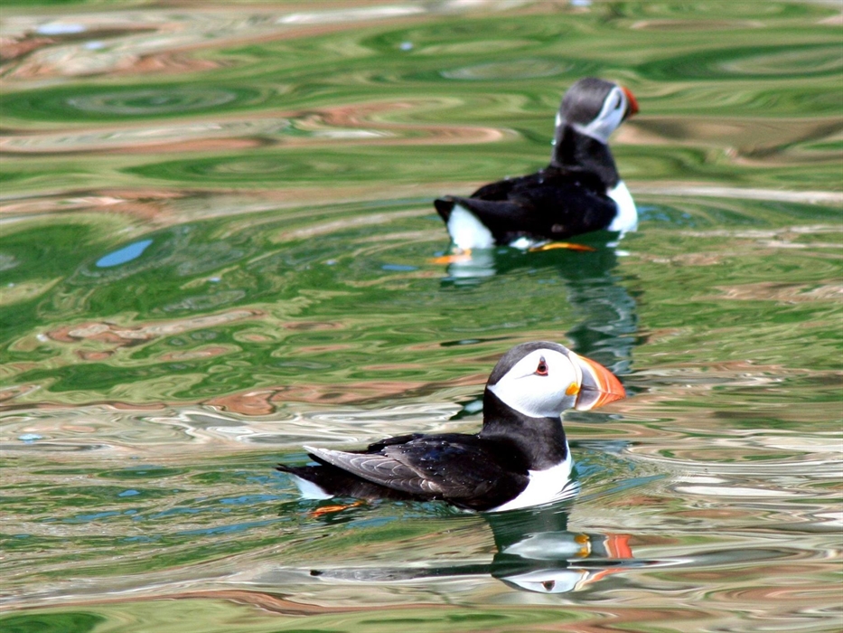 Puffins Seacoast Safaris