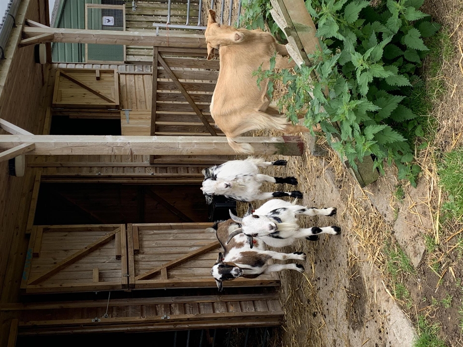 We have Pygmy goats and Golden Guernseys.  They love playing on their climbing frame