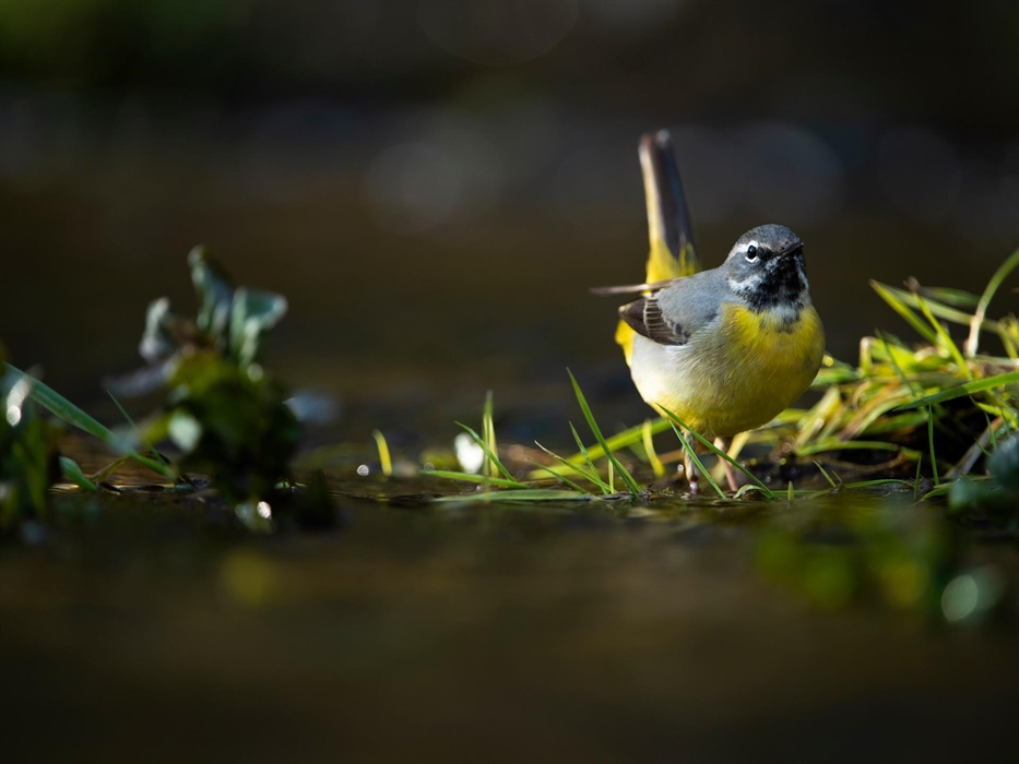 Grey Wagtail - Image Credit: Ben Andrew