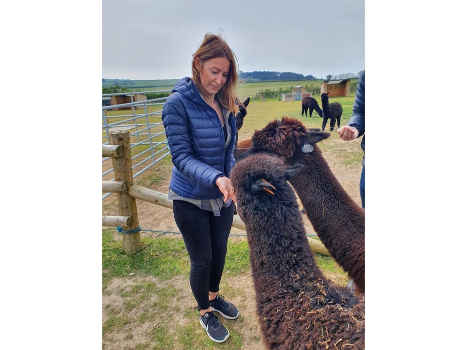 Alpaca Farm Meet and Greets