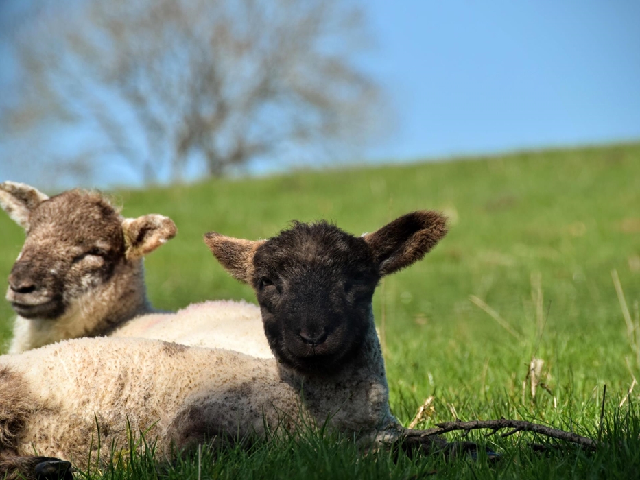 There are always cute little lambs available to cuddle during April and May